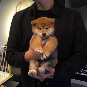 日本免费mv岛国在线观看
